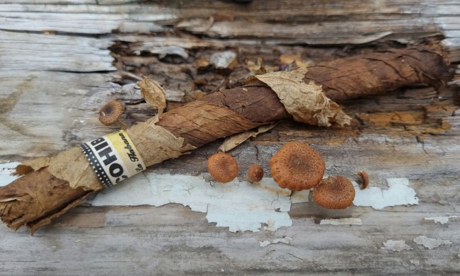 Dried, old cigar on table next to mushrooms