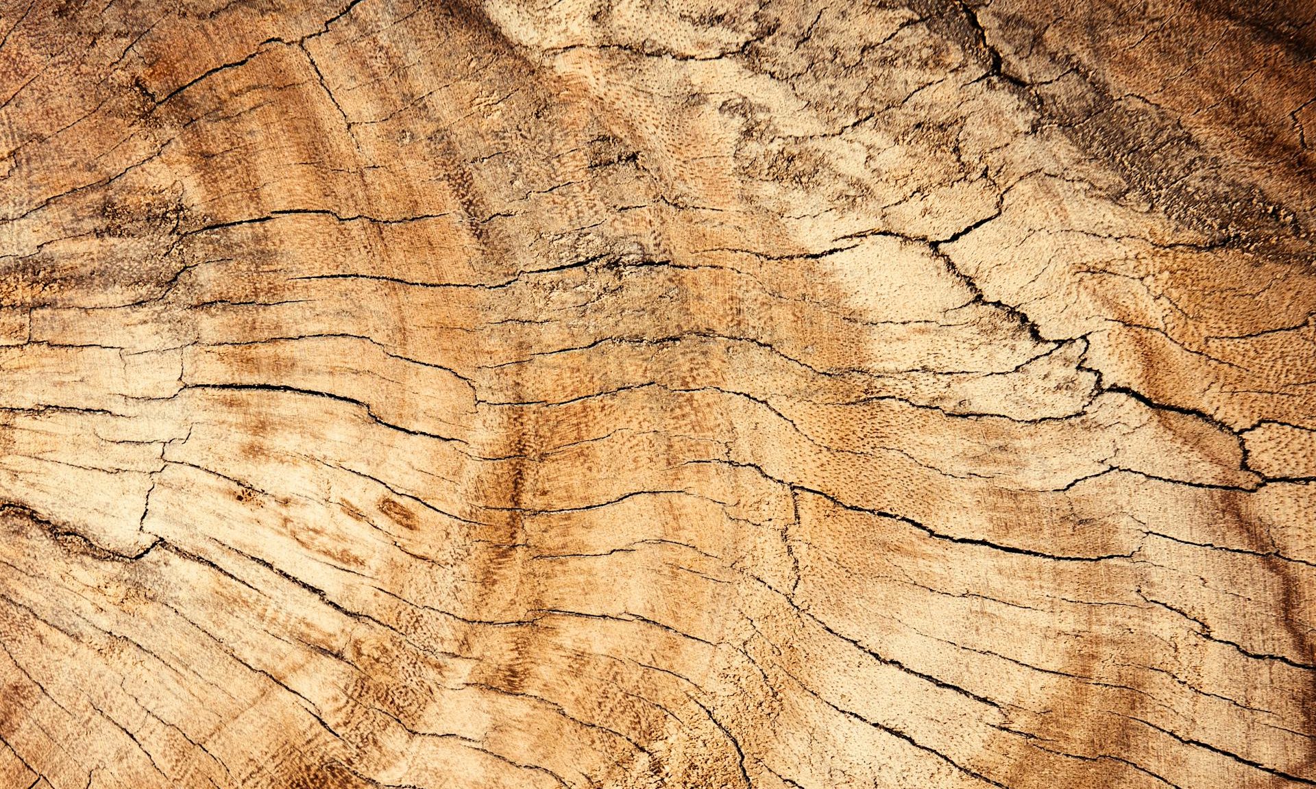 wood close up tree