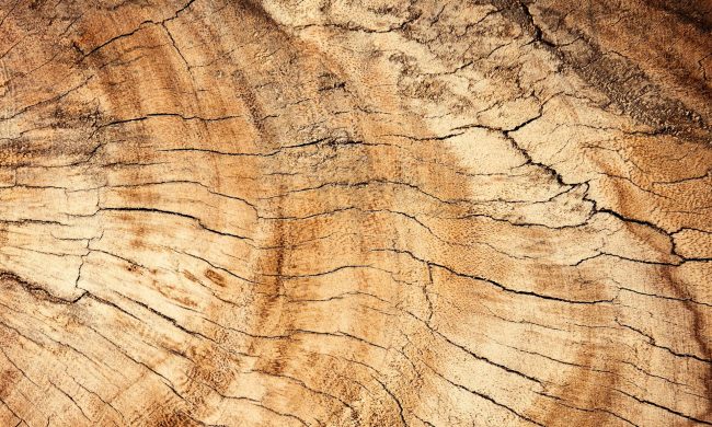 wood close up tree
