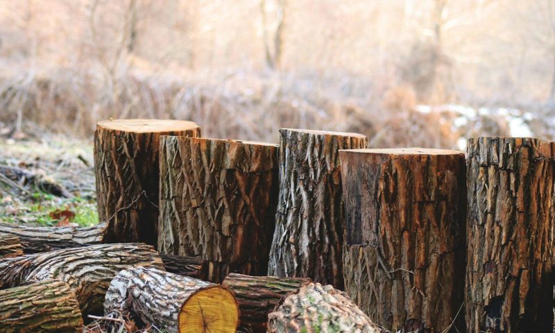 wood trees cut