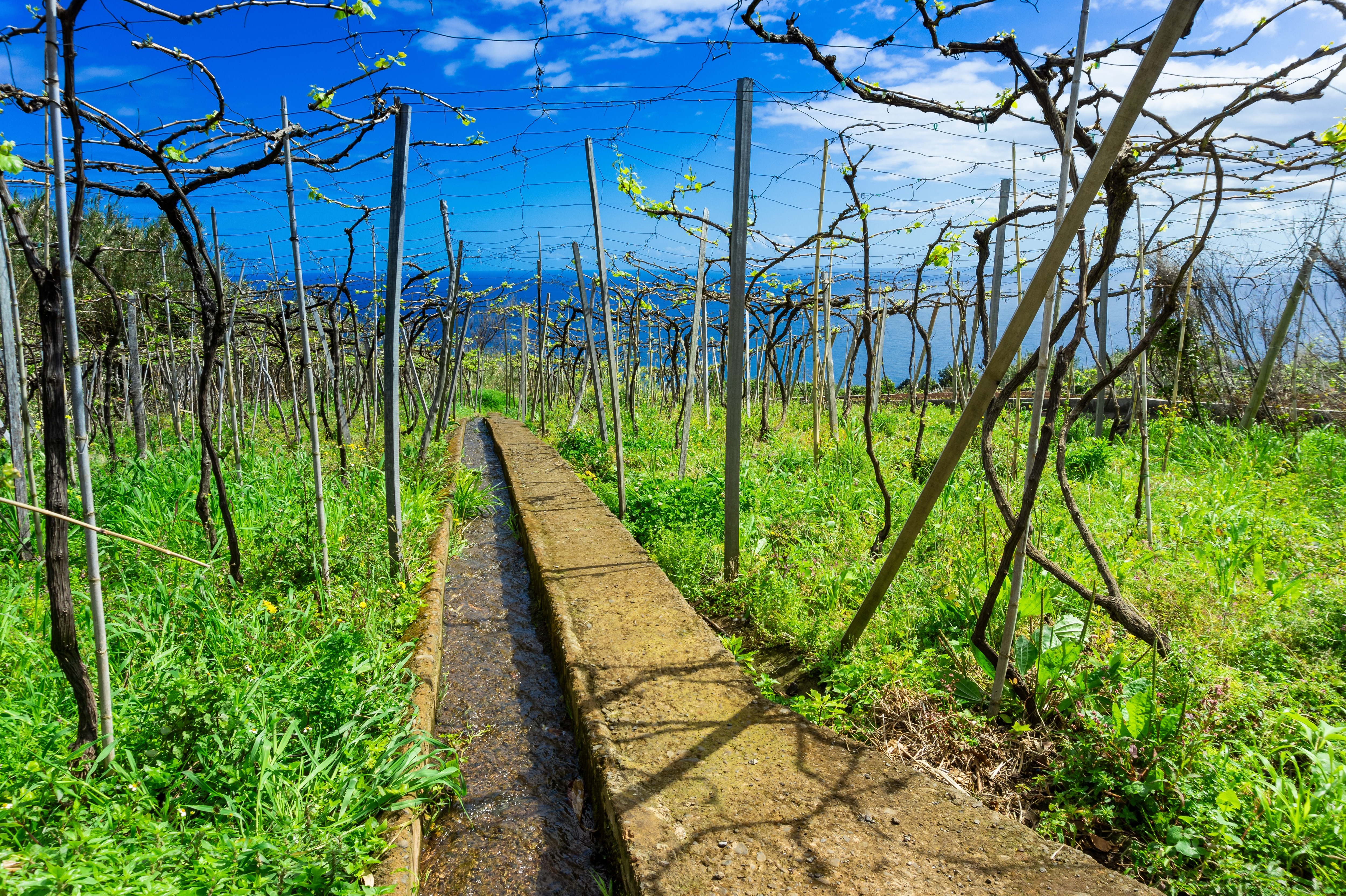 A vineyard on the island of Madeira