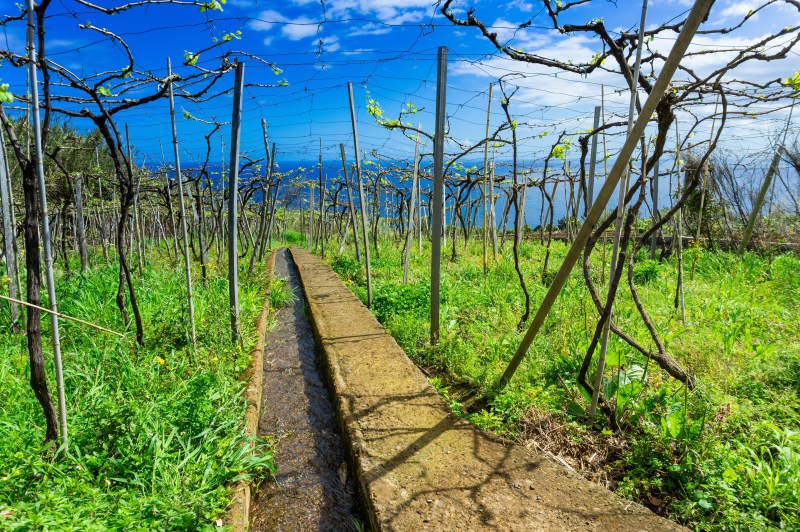A vineyard on the island of Madeira