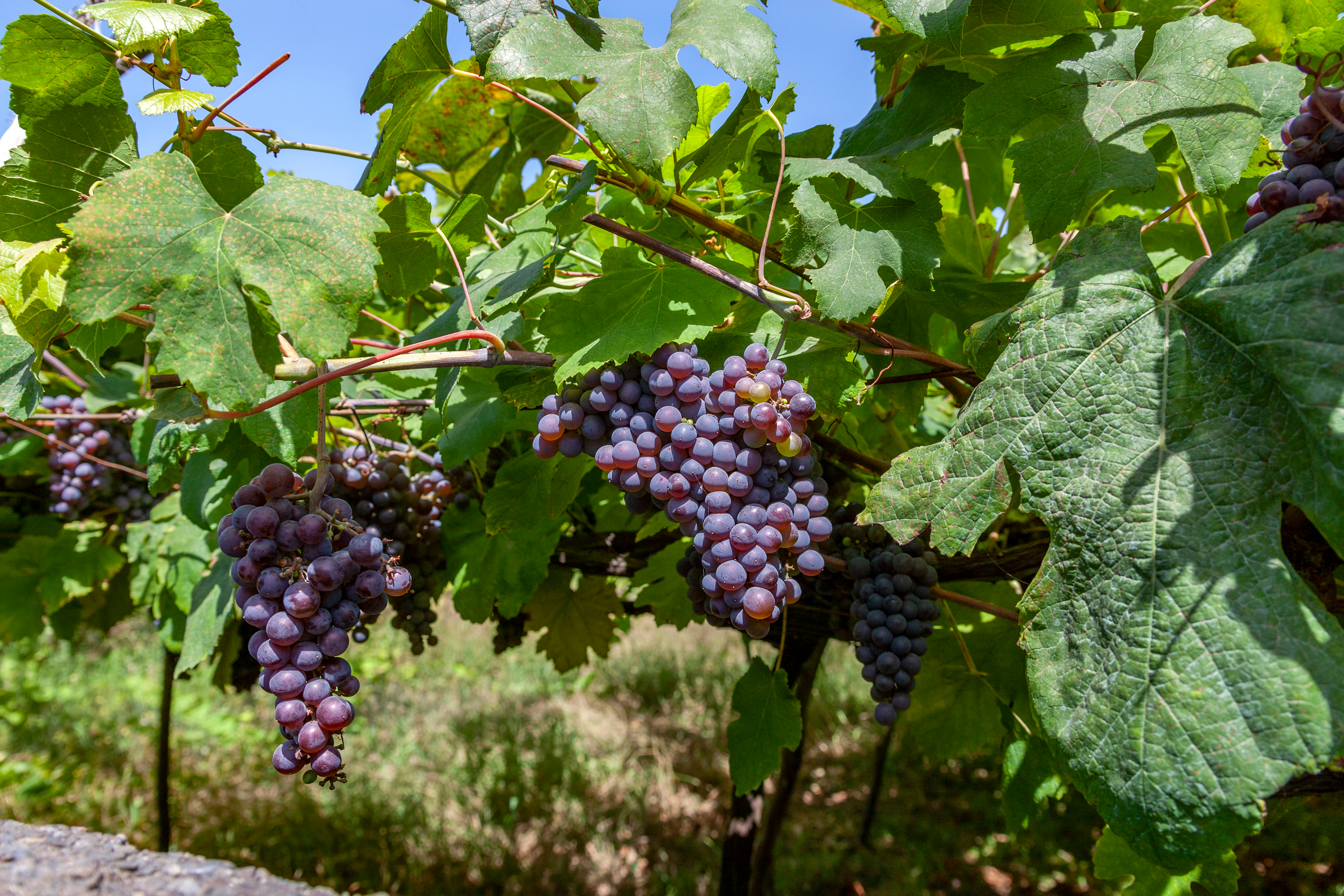 grapes on the vine