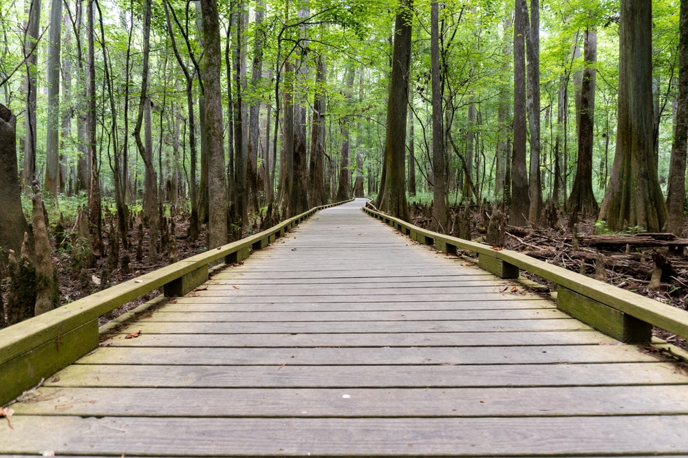 Congaree National park