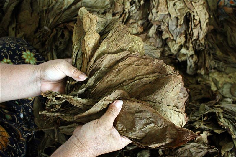 hands holding dark tobacco leaves
