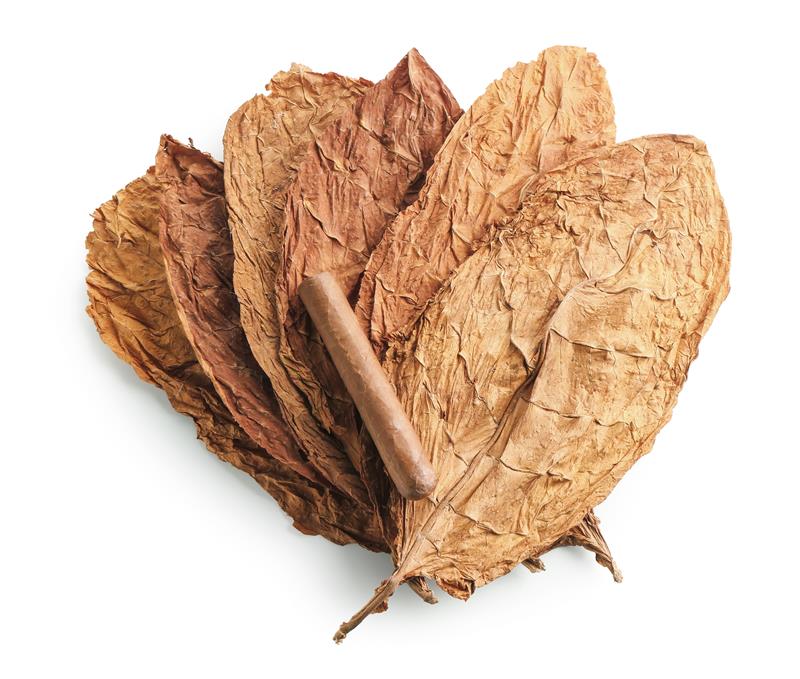 a cigar on dried tobacco leaves