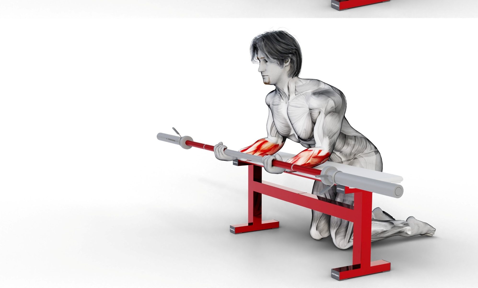 forearm wrist barbell curl on bench