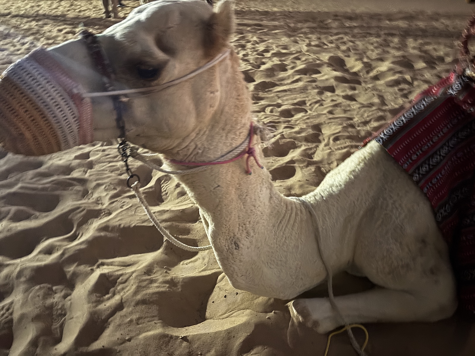 Camel ride