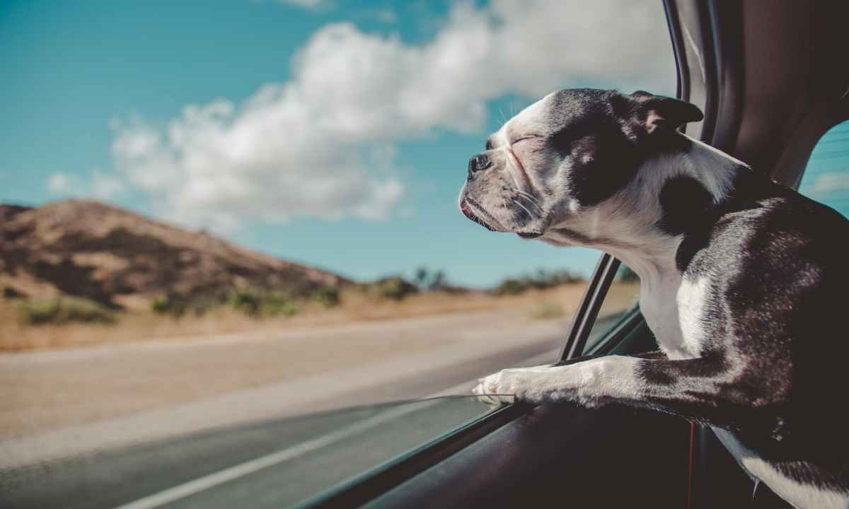 dog hanging head out of car window