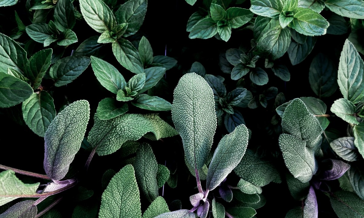Sage growing in a garden