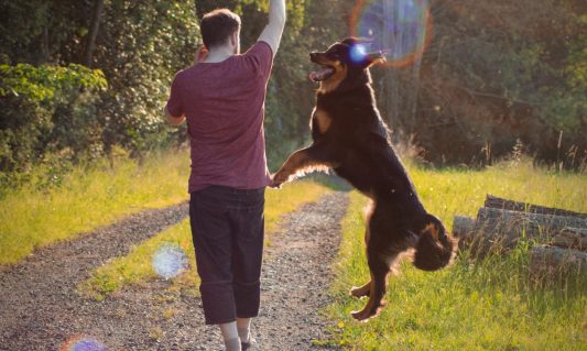 man jumping and playing with dog