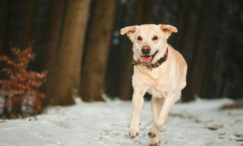 dog running