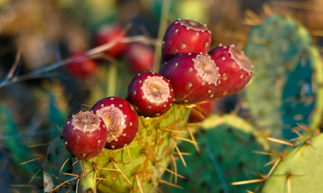 Prickly pear fruit.