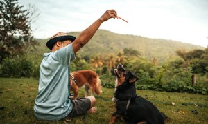 Dog camping