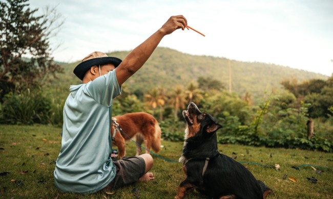 Dog camping