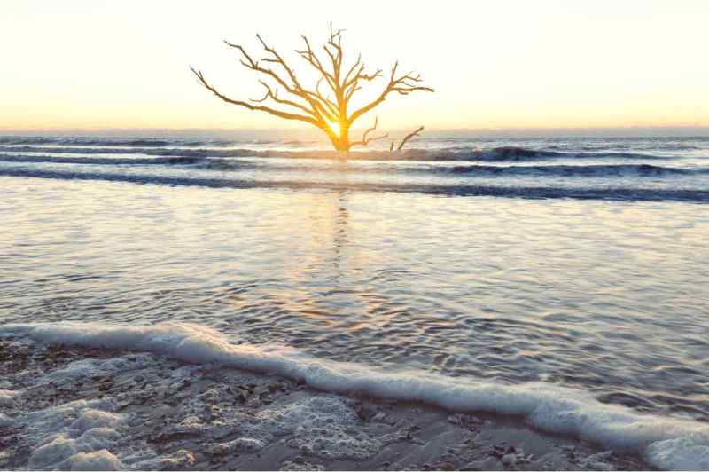 Driftwood Beach