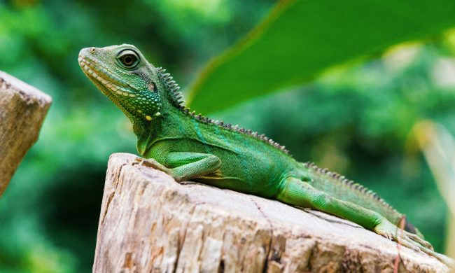 Why do lizards do push ups? Fitness inspiration from the animal kingdom