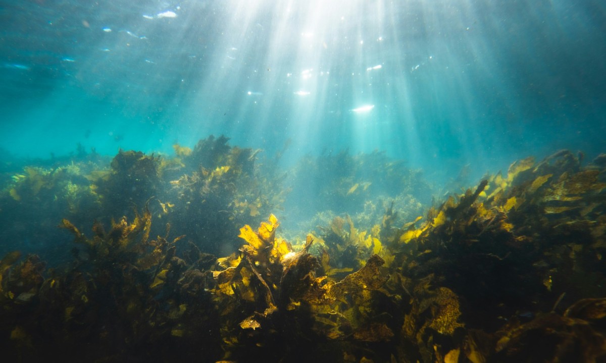 sunlight and seaweed in the ocean