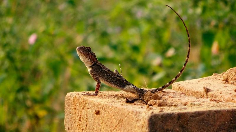 lizard