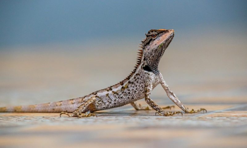 lizard