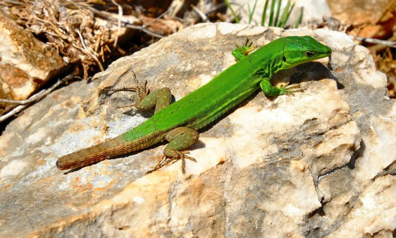 Lizard on a rock