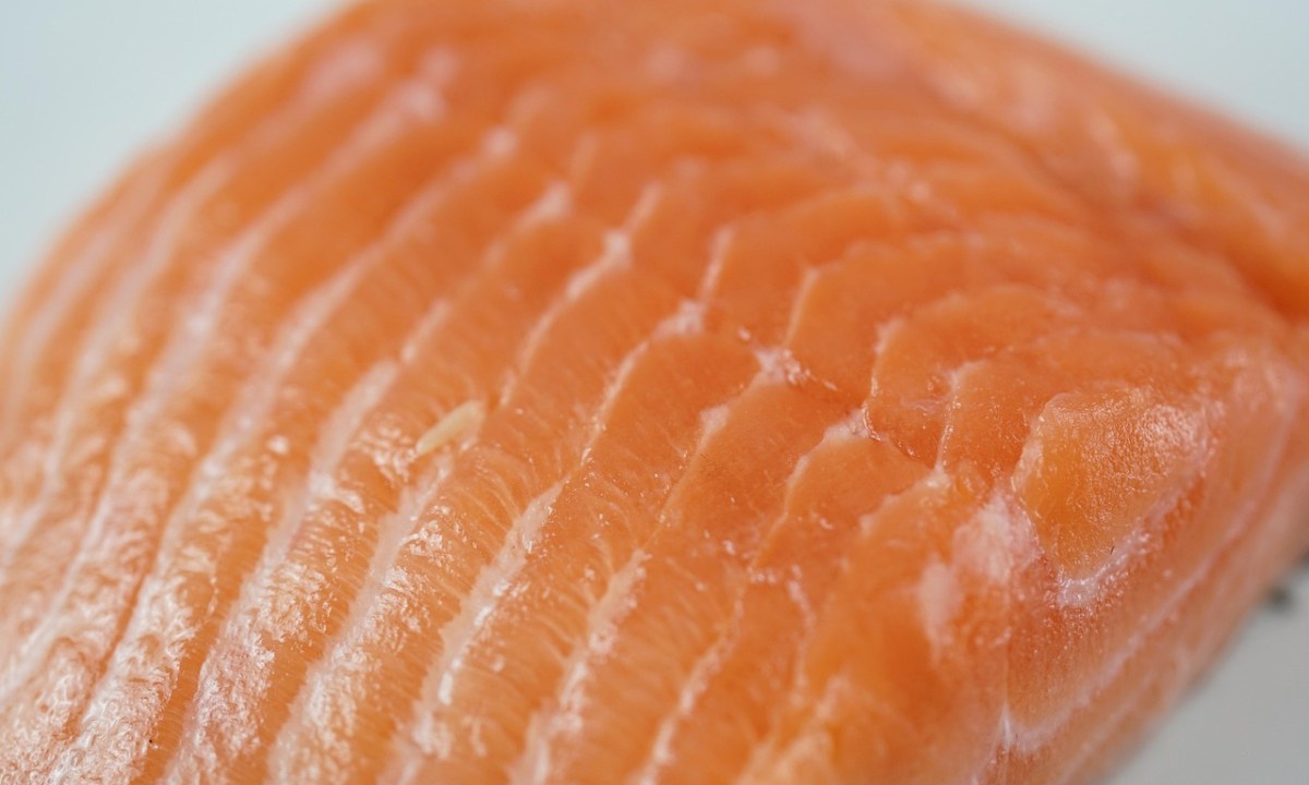 Salmon closeup