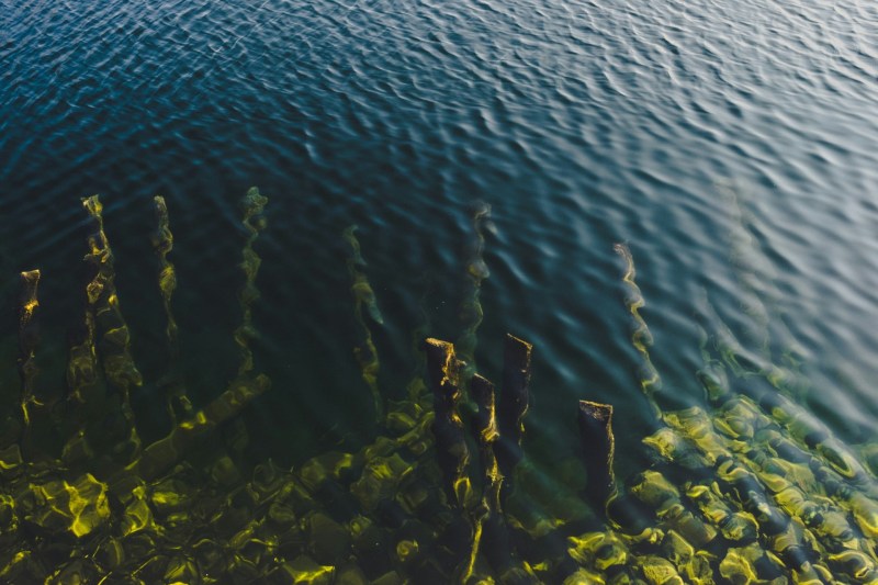 Seaweed and ocean