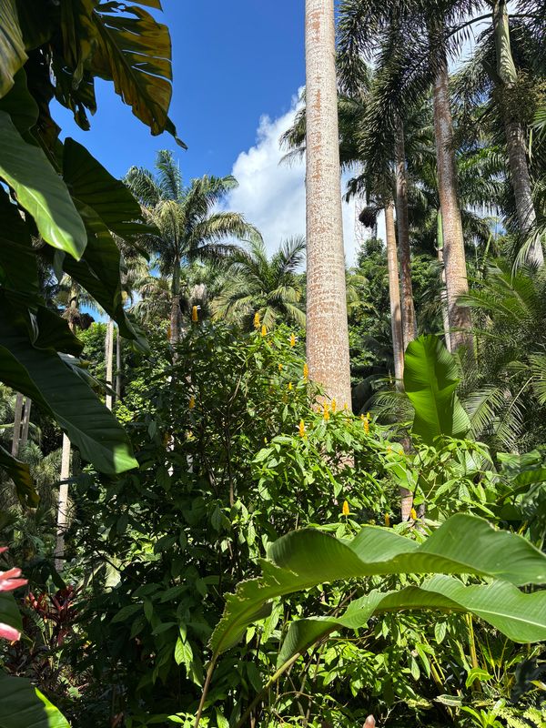 Hunte's Gardens