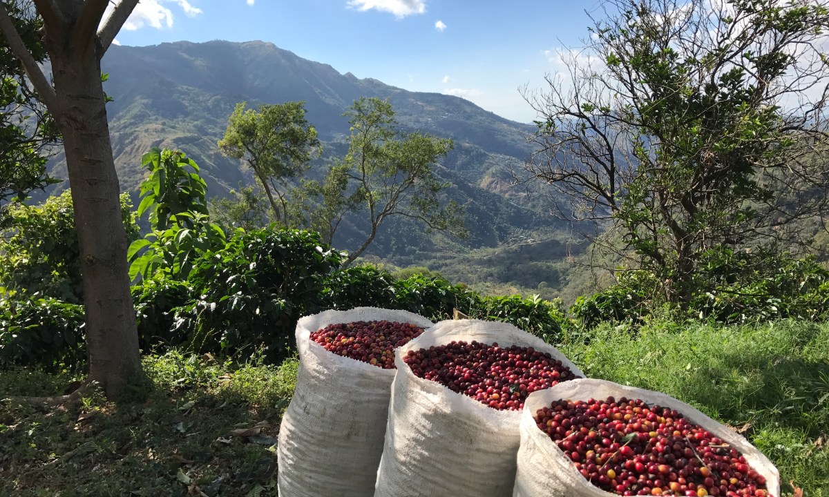Coffee farm