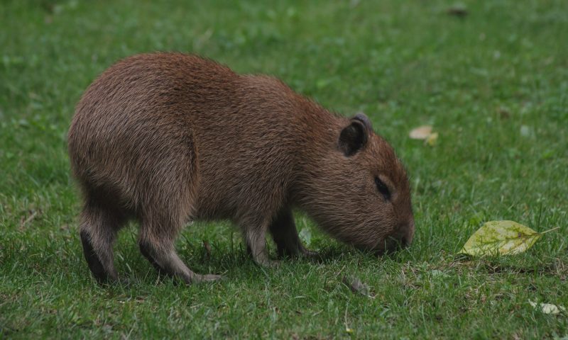 baby capybara on the grass