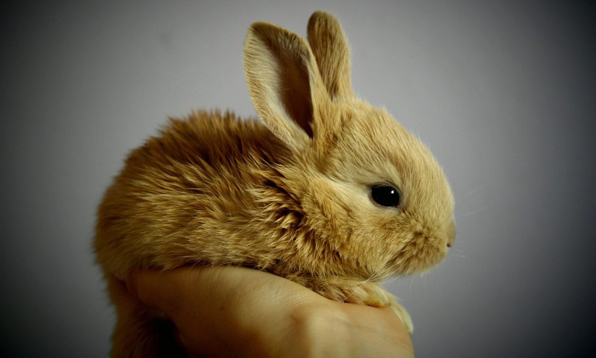 rabbit bunny