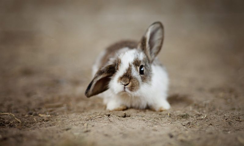 rabbit bunny Fee Loona Pixabay