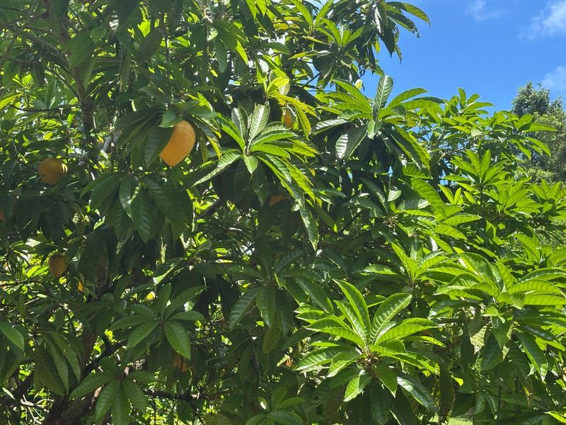 Kauai Rum Safari