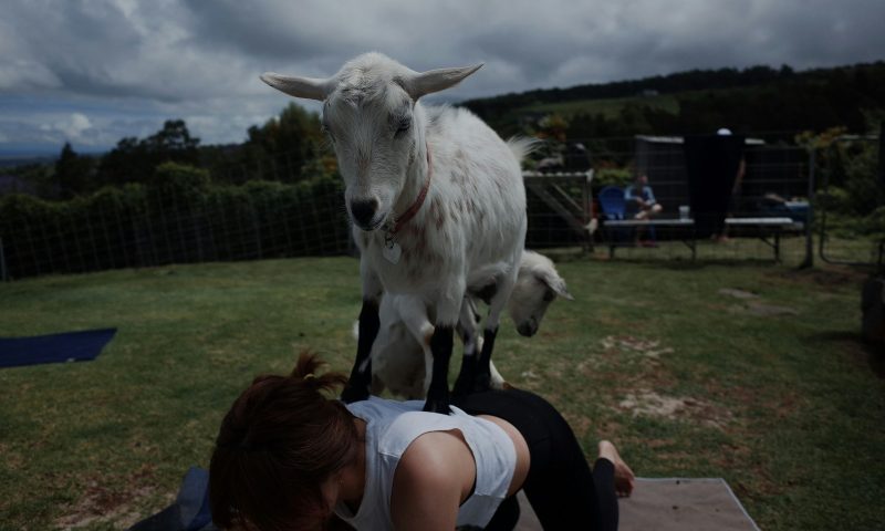 goat yoga