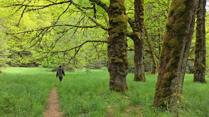 A man walking in the rainforest