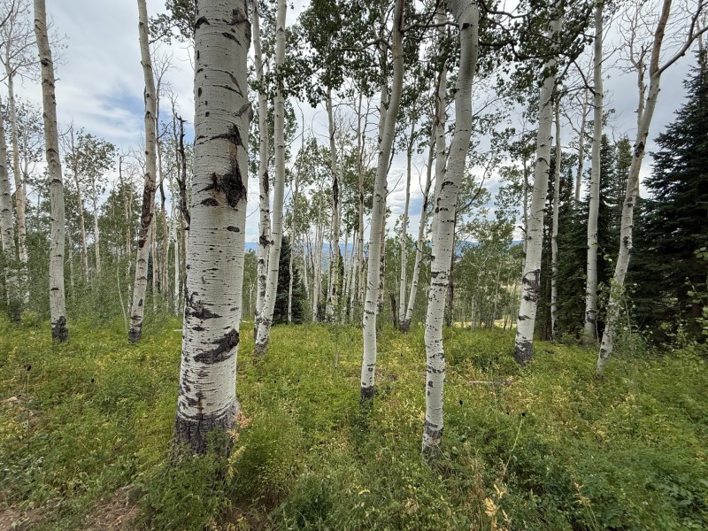 Snowmass forest