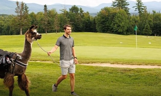 Llama Golf