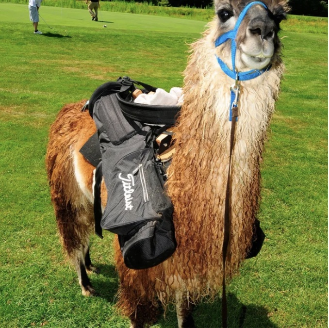Llama golf