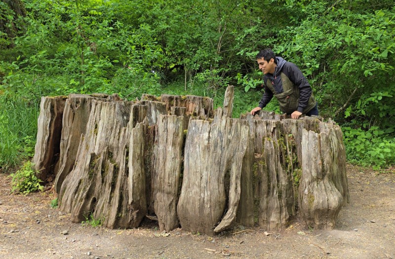 a guy looking into a tree