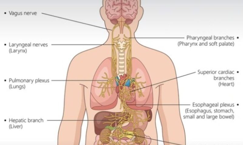 Shutterstock Vagus nerve