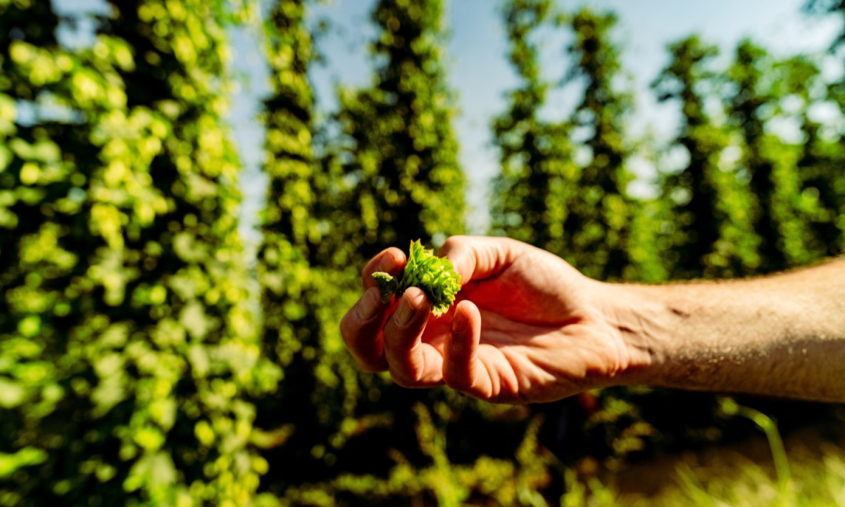 A fresh hop in the field.