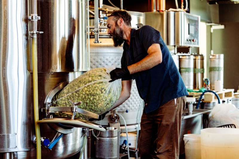 Making fresh hop beer.
